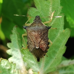 Podisus nigrispinus