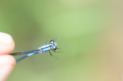 Argia medullaris