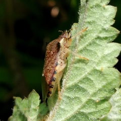 Podisus nigrispinus