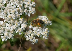 Colletes daviesanus