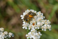 Colletes daviesanus