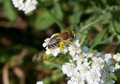 Colletes daviesanus