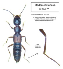 Medon castaneus