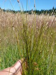 Carex tumulicola