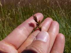 Carex tumulicola