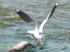 Chroicocephalus cirrocephalus