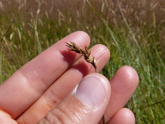 Carex tumulicola