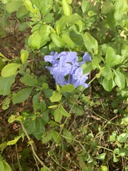 Plumbago auriculata