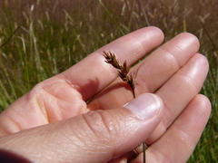 Carex tumulicola