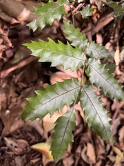 Cupaniopsis flagelliformis