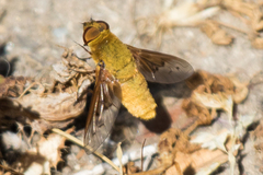 Chrysanthrax edititius