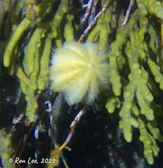 Amblypneustes pallidus