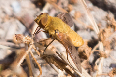 Chrysanthrax edititius