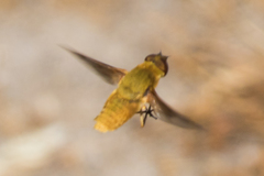 Chrysanthrax edititius