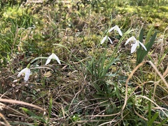Galanthus nivalis