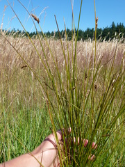 Carex tumulicola