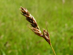 Carex tumulicola