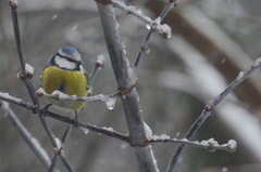 Cyanistes caeruleus