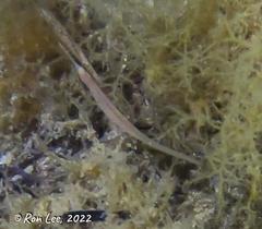 Stigmatopora nigra