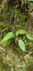 Elaphoglossum hybridum image