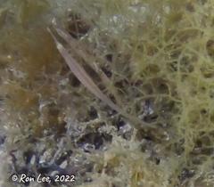 Stigmatopora nigra