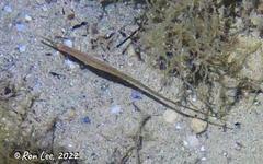 Stigmatopora nigra
