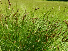 Carex tumulicola