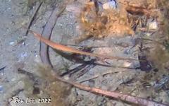 Stigmatopora nigra