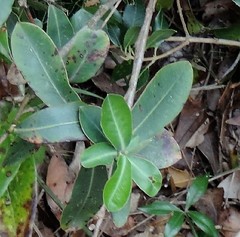 Bupleurum fruticosum