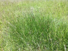 Carex tumulicola