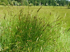 Carex tumulicola