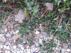 Bupleurum fruticosum