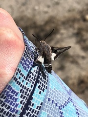 Euproserpinus phaeton