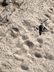 Euproserpinus phaeton