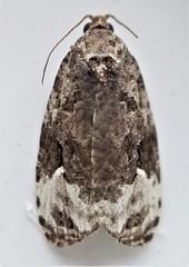 Apotomis capreana