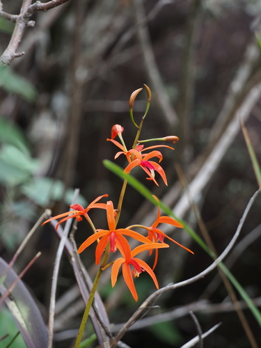 Cinnabarina Orchid