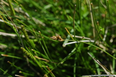 Carex tumulicola