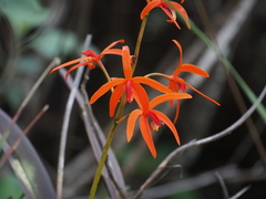 Cattleya cinnabarina