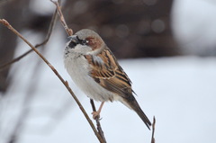 Passer domesticus
