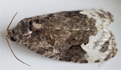 Apotomis capreana