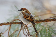 Passer domesticus