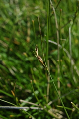 Carex tumulicola
