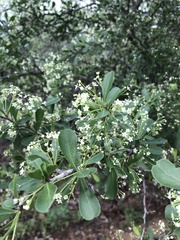 Gymnosporia maranguensis