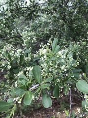 Gymnosporia maranguensis