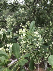 Gymnosporia maranguensis