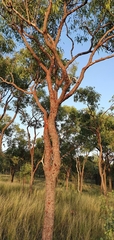 Corymbia erythrophloia