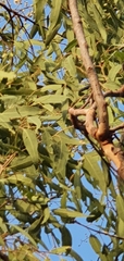 Corymbia erythrophloia