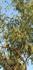 Corymbia erythrophloia