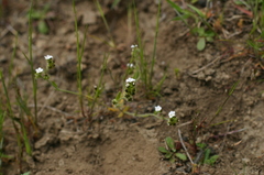 Plagiobothrys tenellus