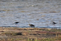 Numenius phaeopus phaeopus
